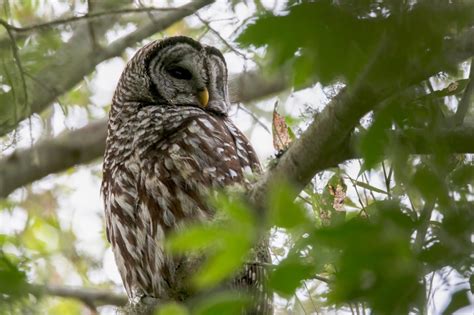 How to stop owls from killing owls — will new plan act fast enough?